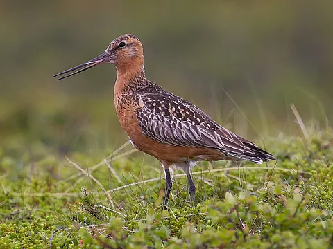 Bar-tailed Godwit