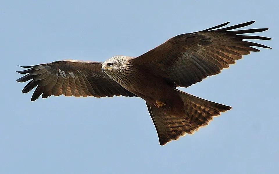 Black Kite