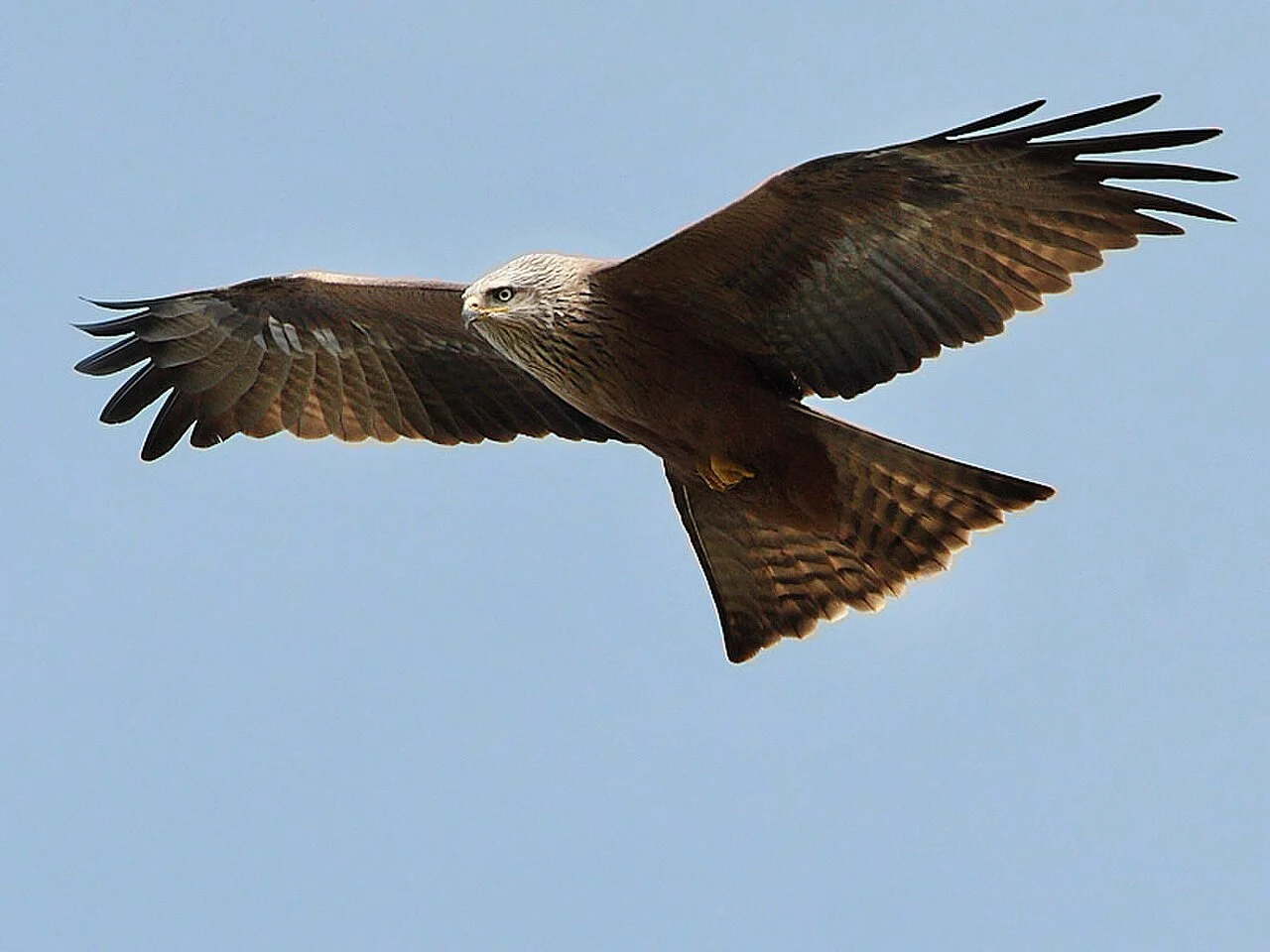 Black Kite