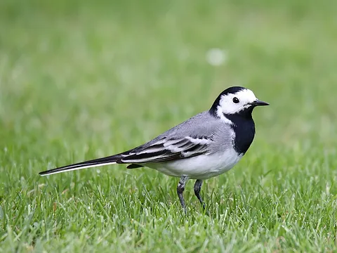 White Wagtail
