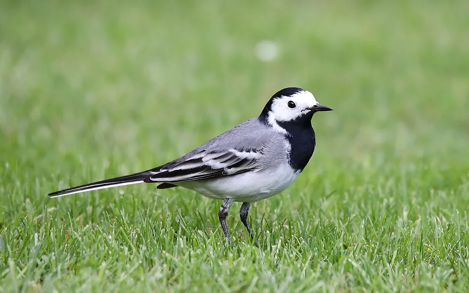 White Wagtail (Motacilla alba) — photo 1 of 3