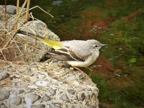 Gray Wagtail