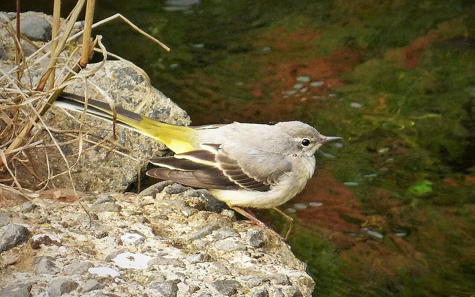 Gray Wagtail (Motacilla cinerea) — photo 1 of 6