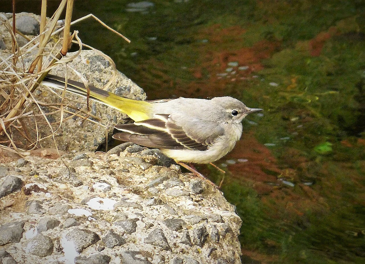 Gray Wagtail (Motacilla cinerea) — photo 1 of 6