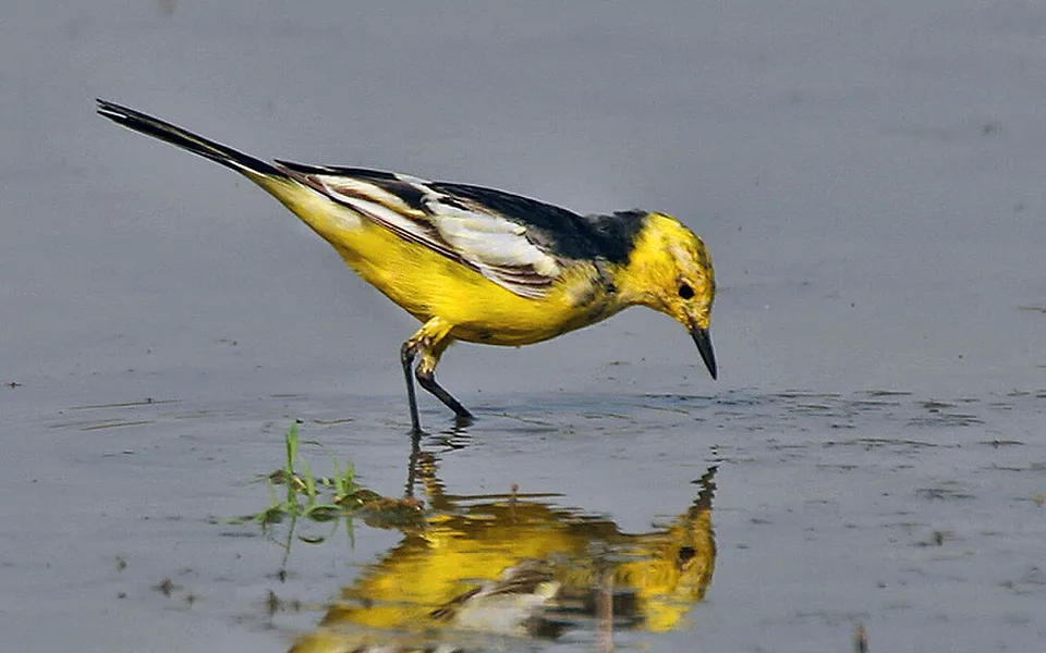 Citrine Wagtail (Motacilla citreola) — photo 1 of 4