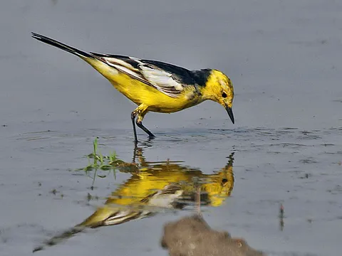 Citrine Wagtail