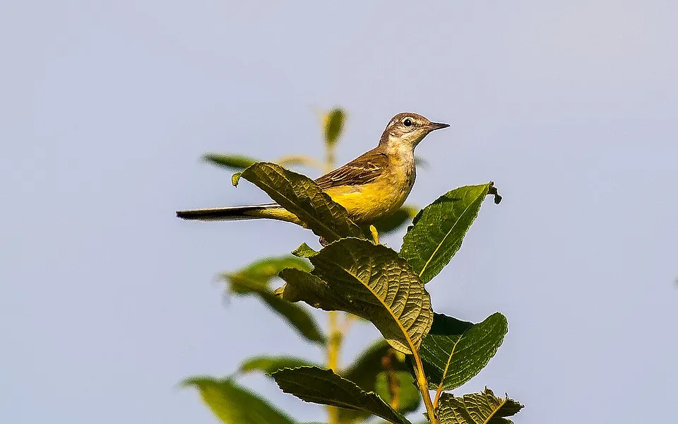 Western Yellow Wagtail (Motacilla flava) — photo 1 of 4