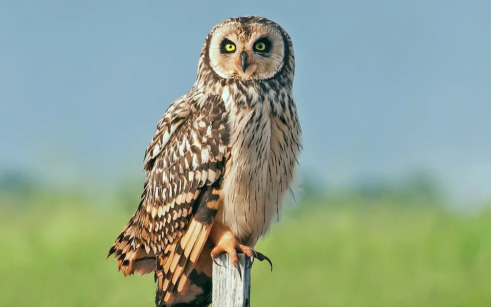 Short-eared Owl