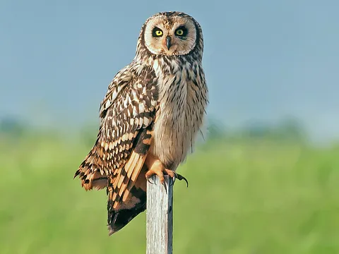 Short-eared Owl