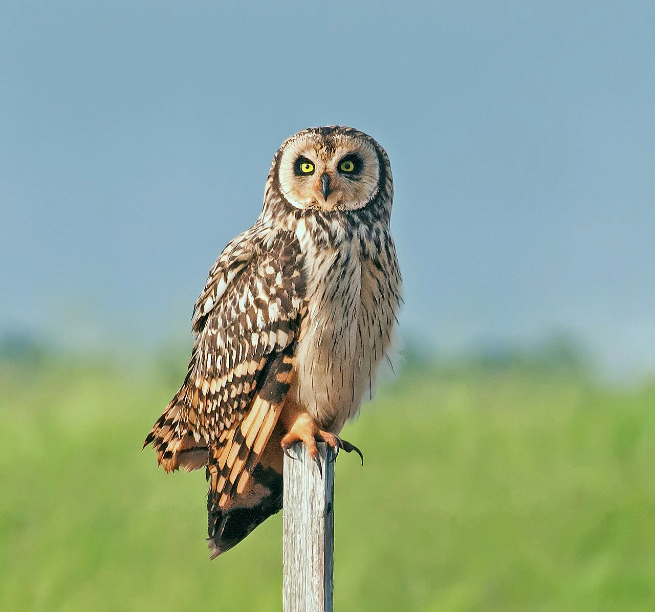 Short-eared Owl