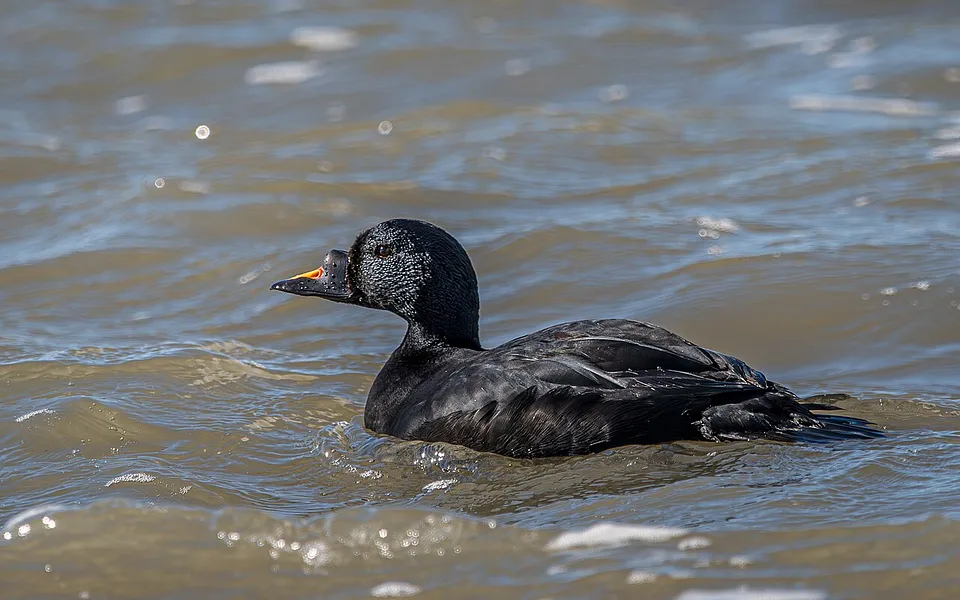 Common Scoter