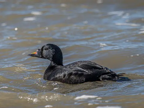 Common Scoter