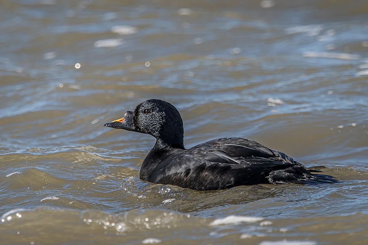 Common Scoter