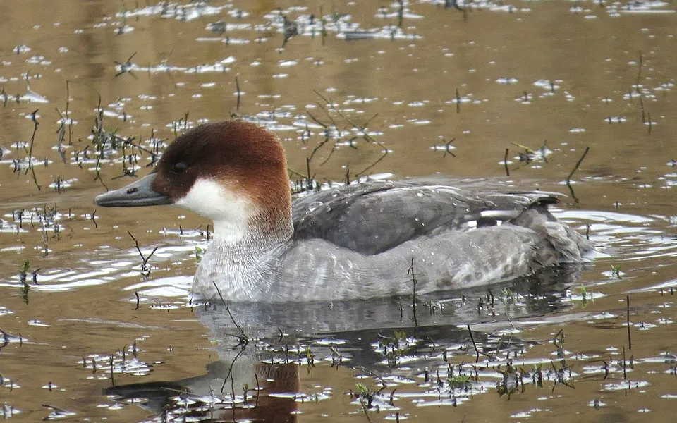 Smew