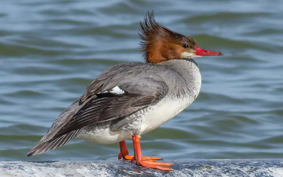 Common Merganser (Mergus merganser) — photo 3 of 5