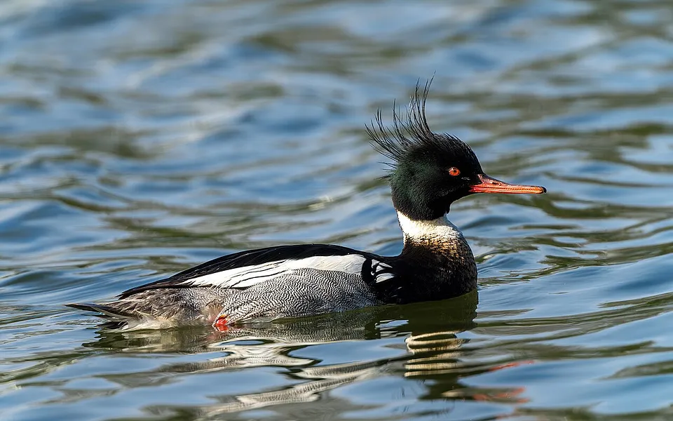Red-breasted Merganser (Mergus serrator) — photo 1 of 5