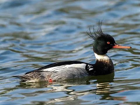 Red-breasted Merganser