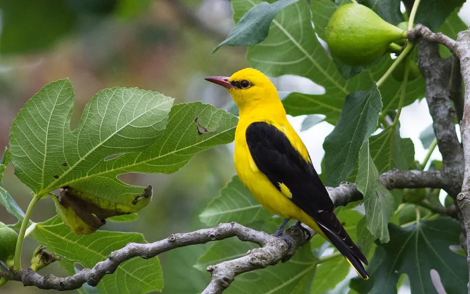 Eurasian Golden Oriole (Oriolus oriolus) — photo 1 of 3