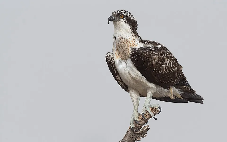 Osprey (Pandion haliaetus) — photo 1 of 4