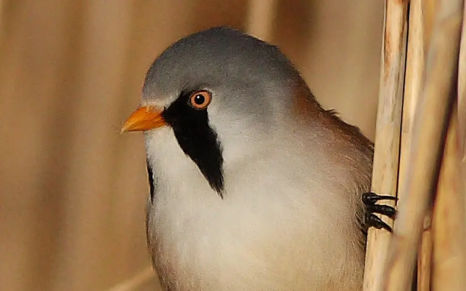 Bearded Reedling (Panurus biarmicus) — photo 1 of 4