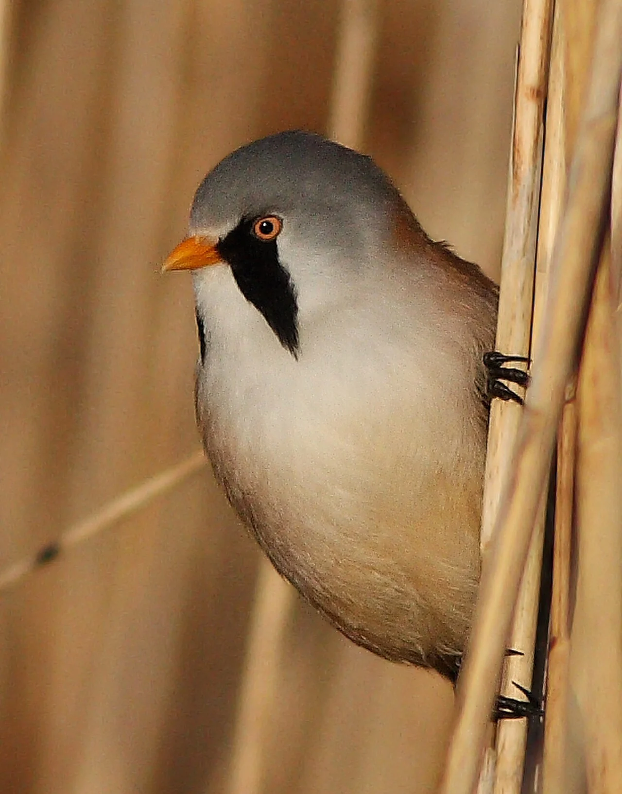 Bearded Reedling (Panurus biarmicus) — photo 1 of 4