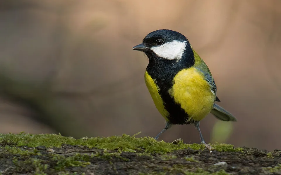 Great Tit (Parus major) — photo 1 of 4