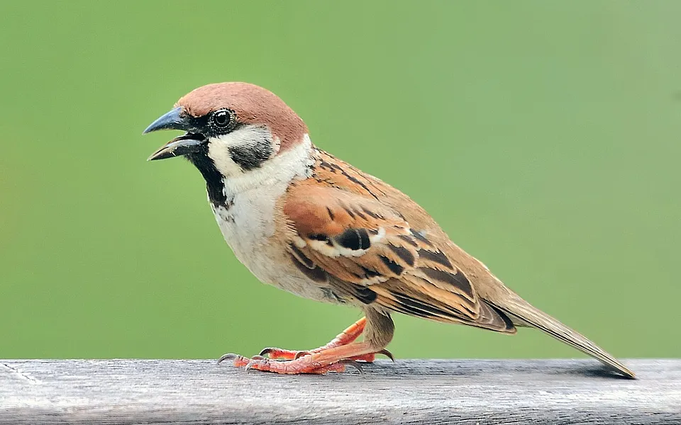 Eurasian Tree Sparrow (Passer montanus) — photo 1 of 3