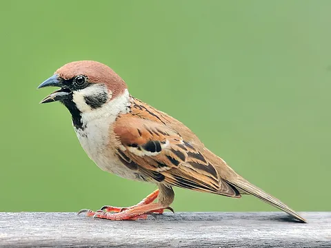 Eurasian Tree Sparrow