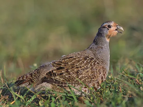 Gray Partridge