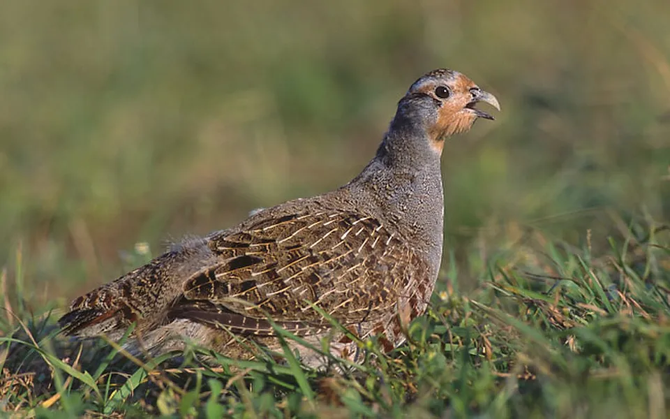 Gray Partridge