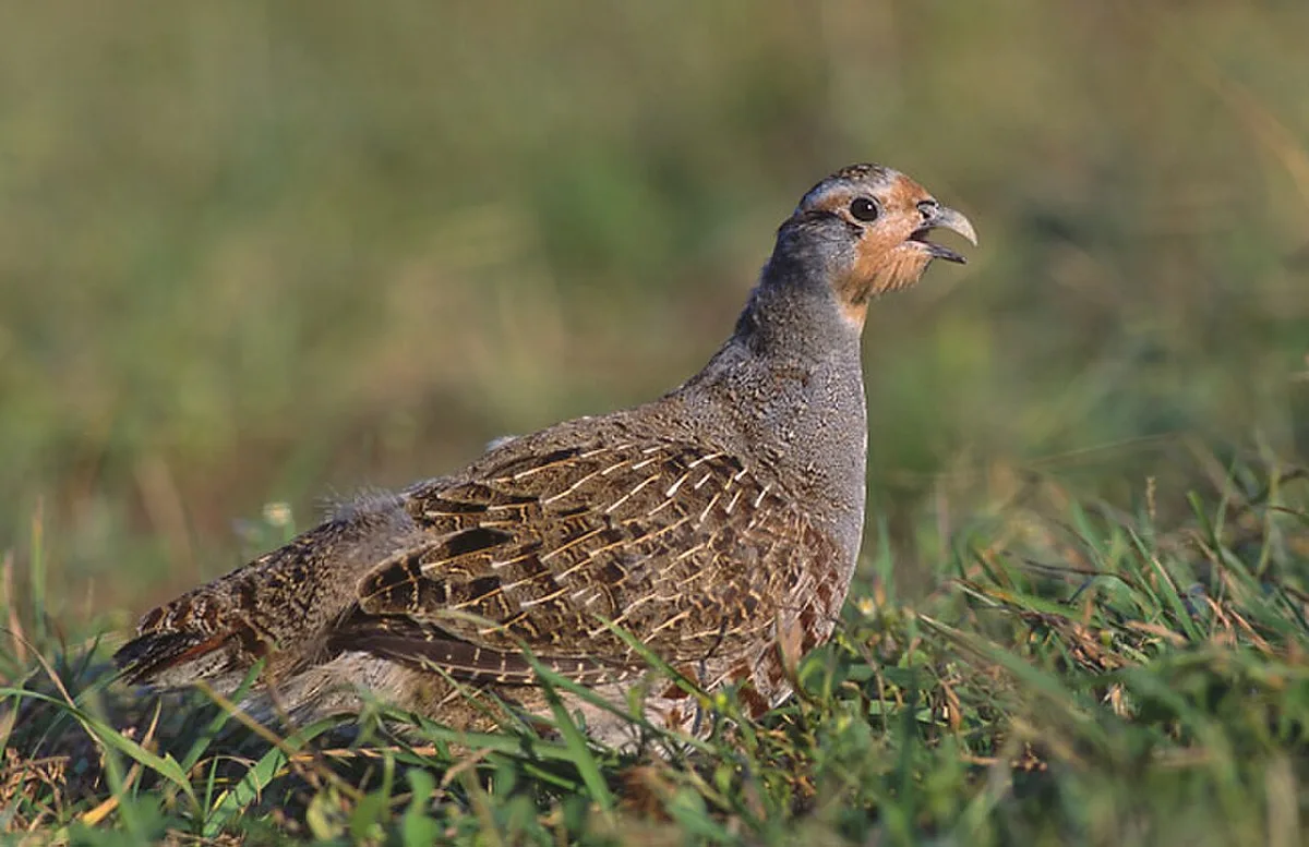 Gray Partridge