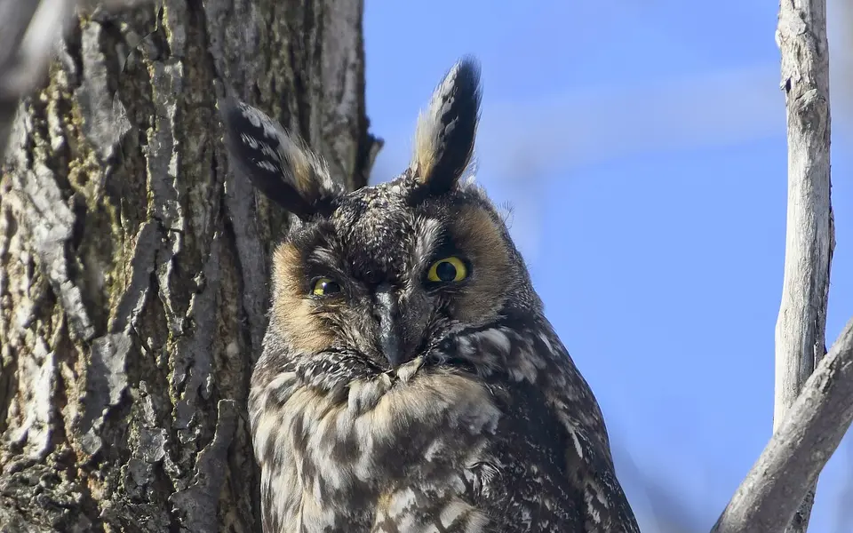 Long-eared Owl (Asio otus) — photo 4 of 4