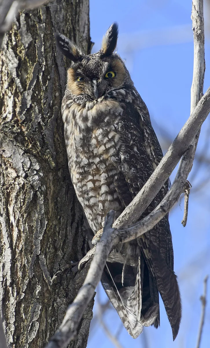 Long-eared Owl