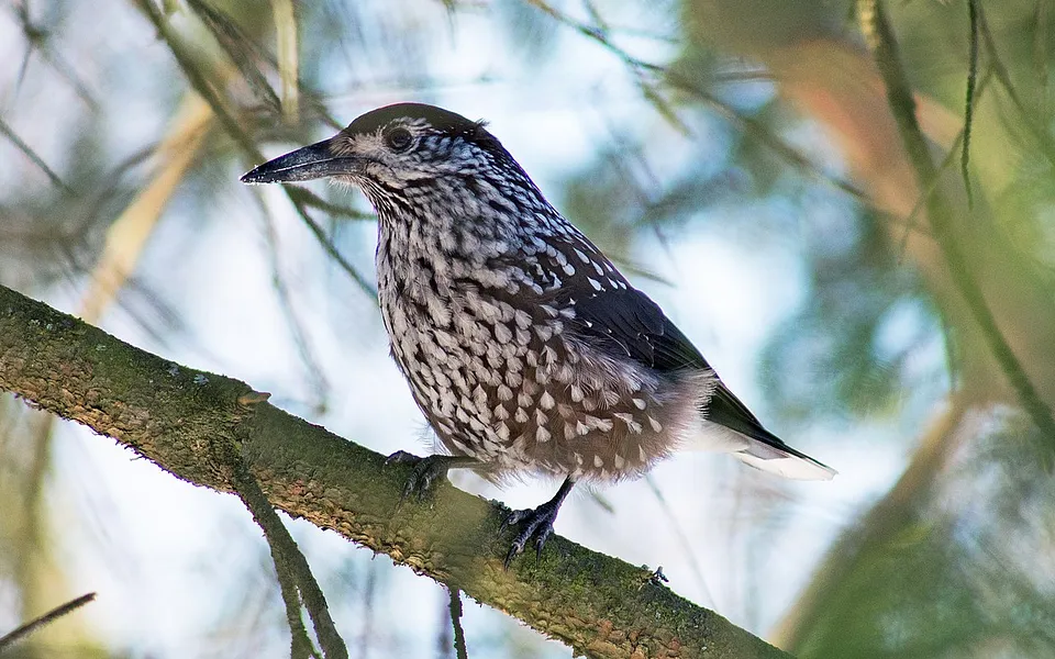 Northern Nutcracker (Nucifraga caryocatactes) — photo 1 of 5