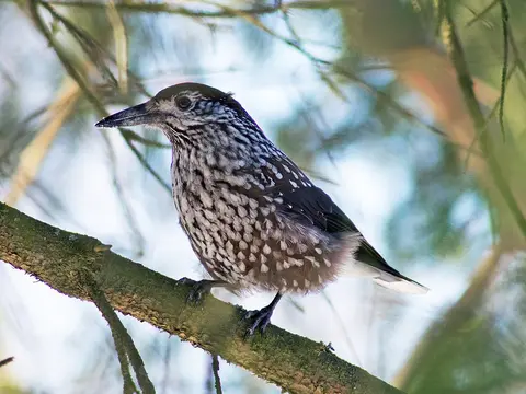 Northern Nutcracker