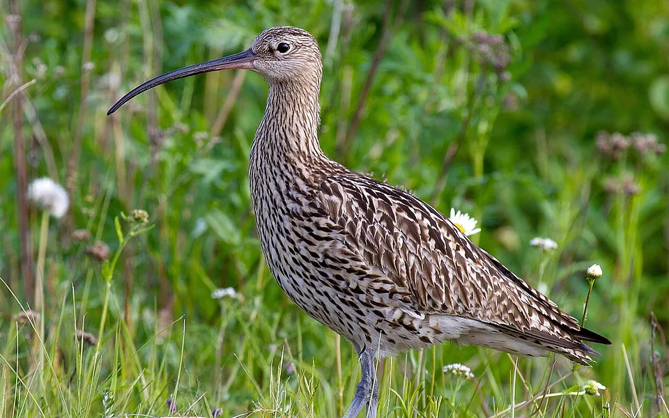 Eurasian Curlew (Numenius arquata) — photo 1 of 6