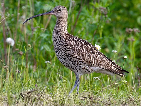 Eurasian Curlew