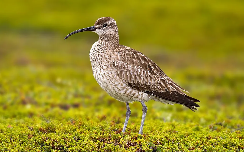 Eurasian Whimbrel (Numenius phaeopus) — photo 1 of 4