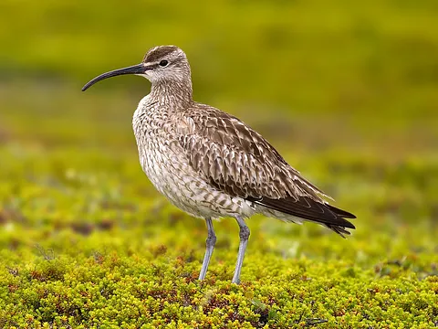 Eurasian Whimbrel