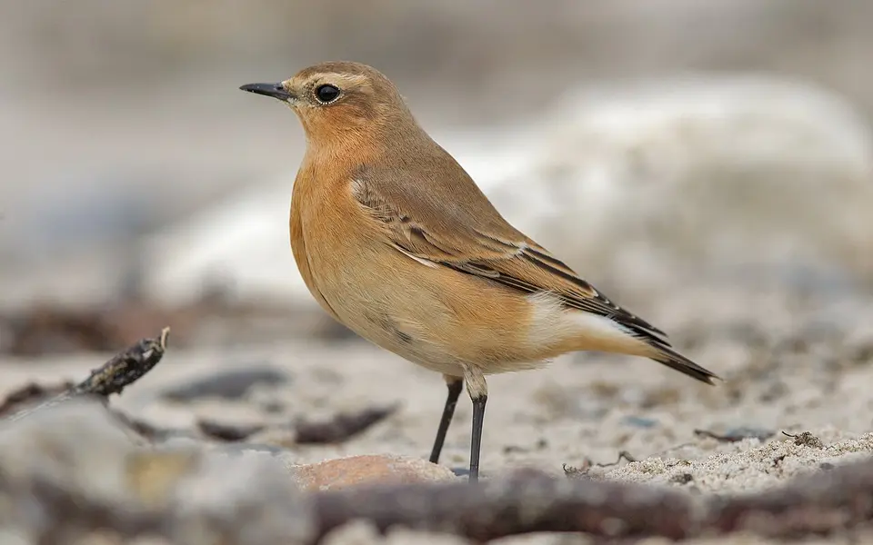 Northern Wheatear (Oenanthe oenanthe) — photo 2 of 5