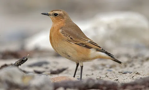 Northern Wheatear