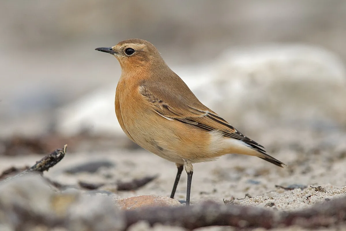 Northern Wheatear