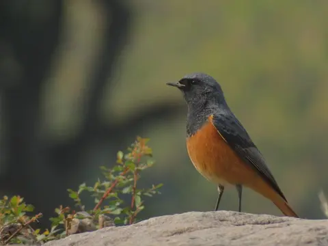Black Redstart