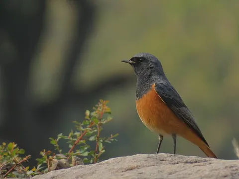 Black Redstart