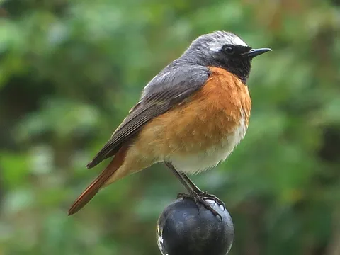 Common Redstart