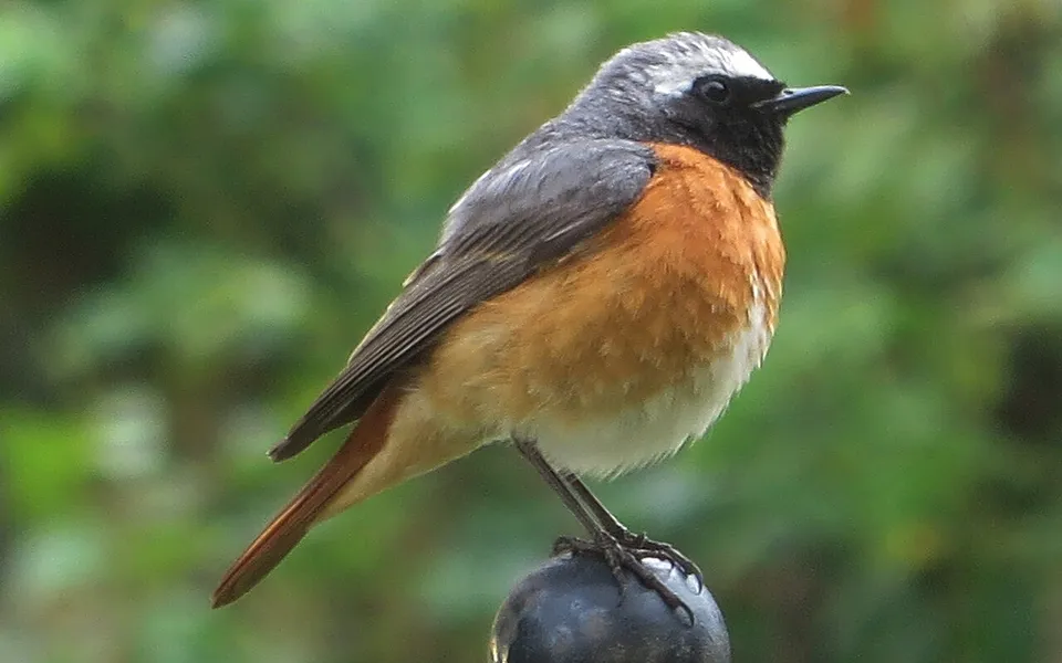 Common Redstart (Phoenicurus phoenicurus) — photo 1 of 5