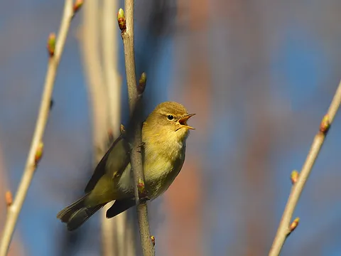 Common Chiffchaff