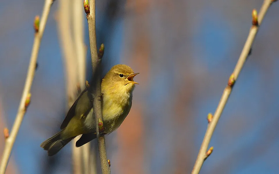 Common Chiffchaff (Phylloscopus collybita) — photo 1 of 5