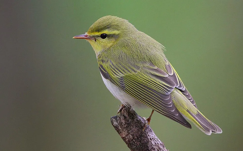 Wood Warbler (Phylloscopus sibilatrix) — photo 1 of 4