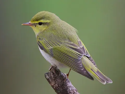 Wood Warbler